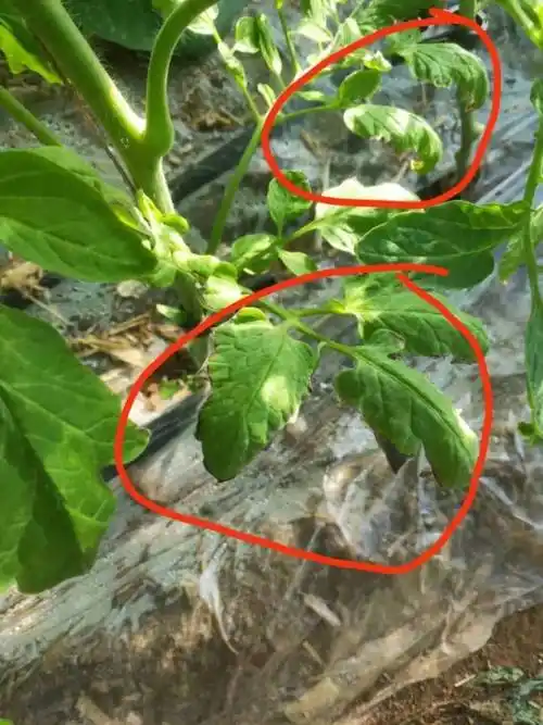 如何分清生理性药害肥害与病害