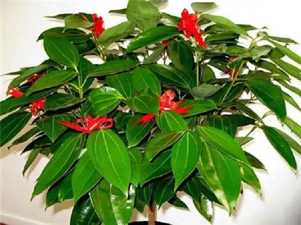 平安树可以放在客厅吗?