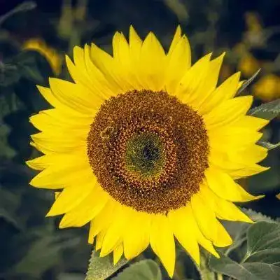 向日葵头像|向日葵之所以幸福 是因为时刻都微笑着面对阳光 - 知乎