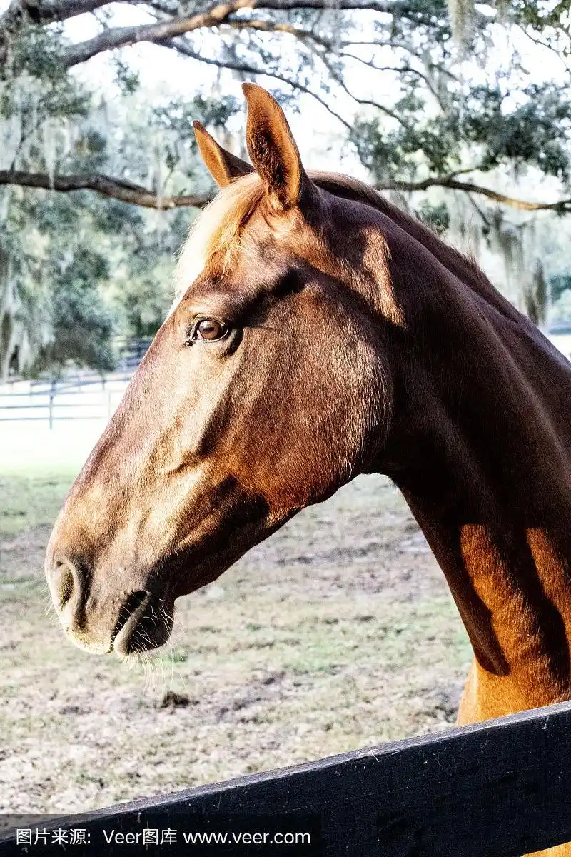 一个马头的特写