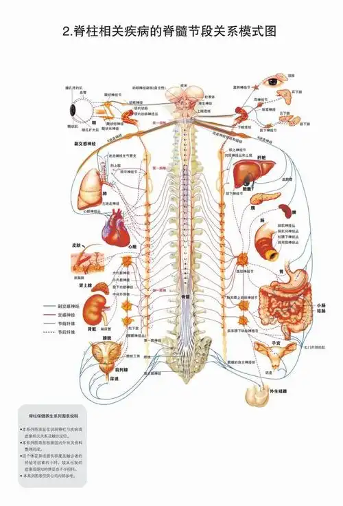 修道需知~人体脊柱与神经系统关系