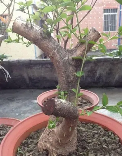 春季下山桩怎样栽发芽最快?_树桩