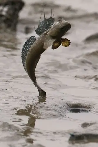 世界上有会爬树的鱼吗?