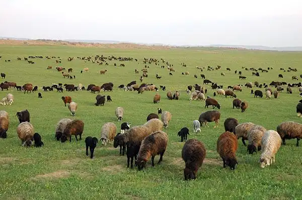 土库曼斯坦灰色卡拉库尔羊养殖工作新进展