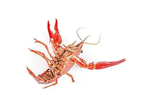 一只小龙虾在白色的背景上