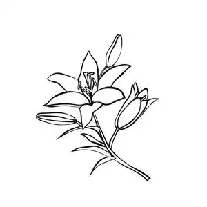 莉莉在白色背景上草绘水彩的红色莉莉花无缝模式花轮廓绘图明亮的无缝