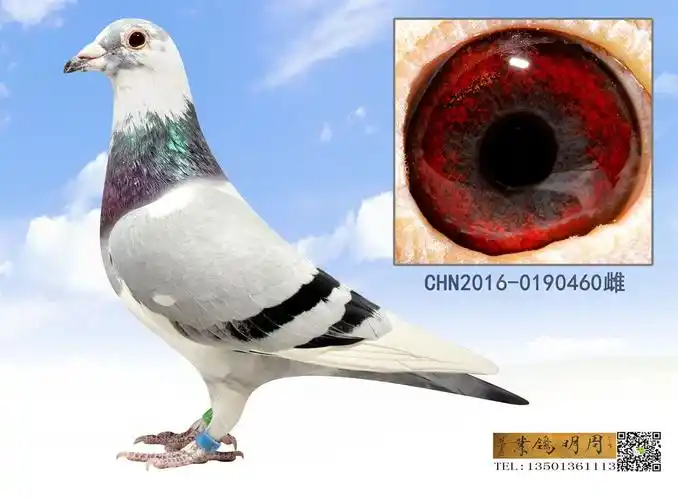 桑杰士460 - 周明鸽业