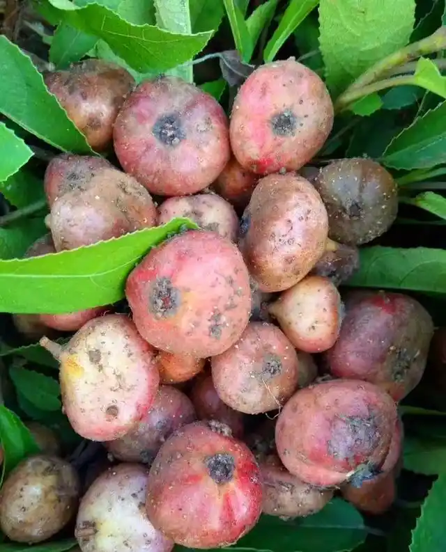 天然无污染的野生地瓜,算得上是山珍美味果实.