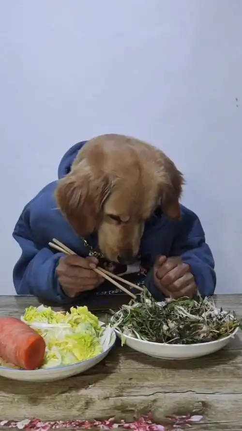 小狗狗吃饭了,样子好萌啊