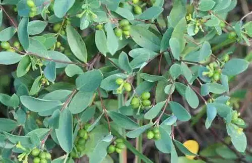 神奇的中草药:了哥王