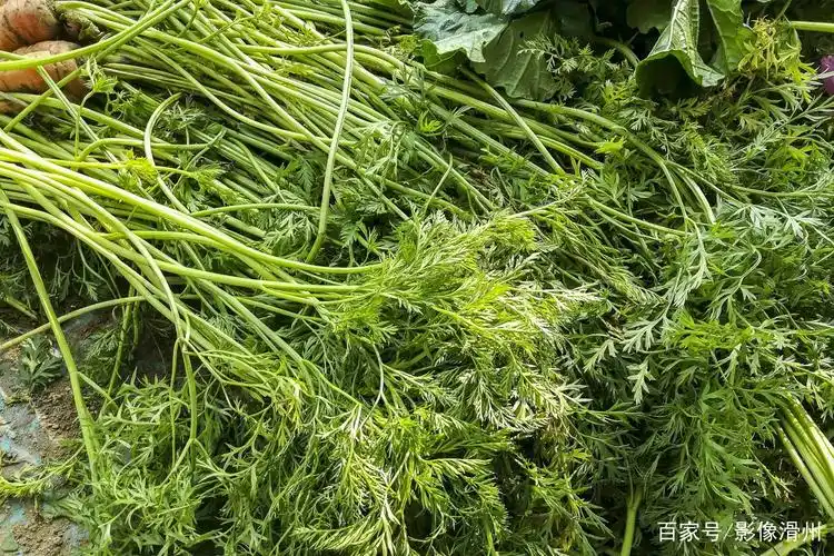 胡萝卜缨农村没人要,殊不知营养价值比胡萝卜高,只可惜都扔掉了