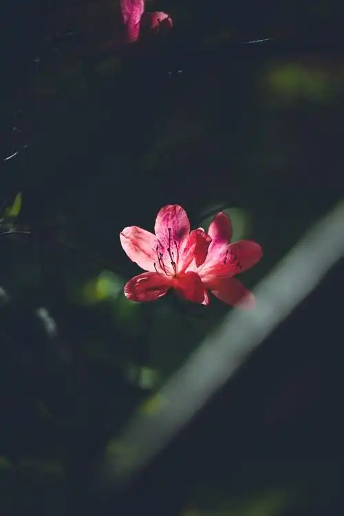 杜鹃,早梅和山茶花,都是红色和粉红色相结合的颜色,加上冷色的色调却