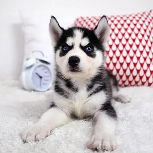 一折哈士奇幼犬纯种活体