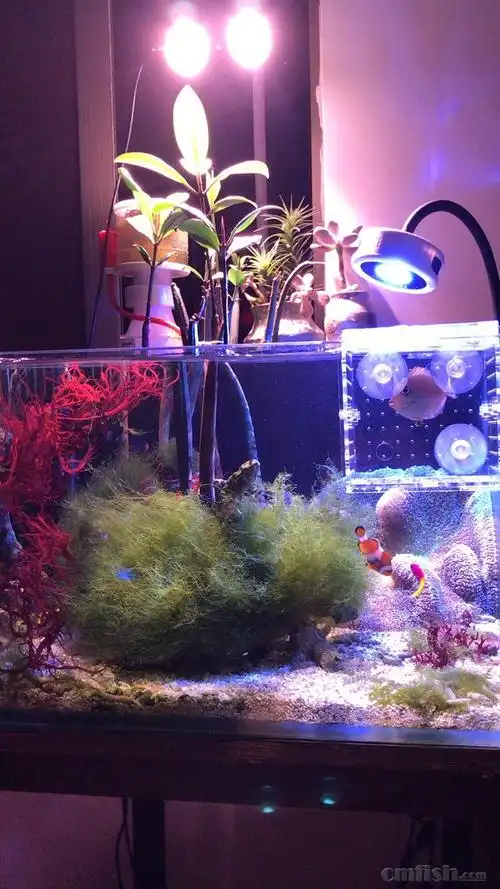 玩个海藻红树缸