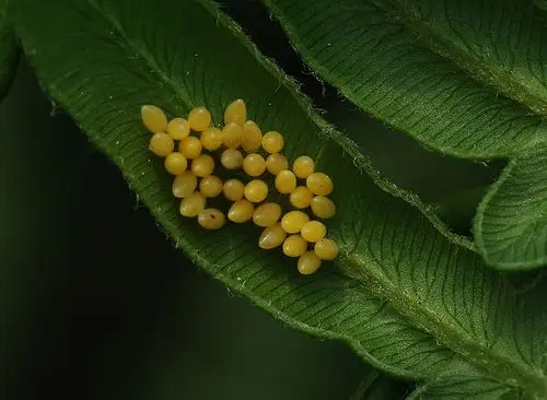 瓢虫的卵是什么样?