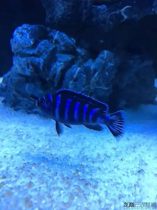 特蓝斑马4厘米 - 三湖慈鲷玩家 - 龙巅三湖慈鲷