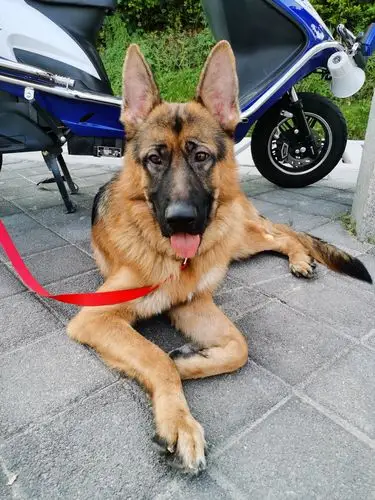 德牧黑背警犬狼狗工作犬