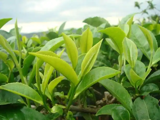 古树茶十大真相知道五个就是老茶骨