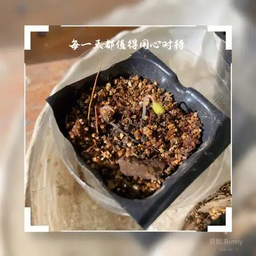 被我放弃的月季种子发芽了