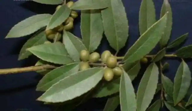 冬青树和杨树的叶子有什么不同?