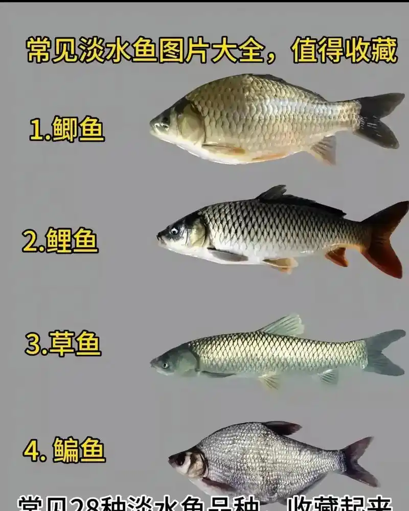 江团鱼 25.翘嘴鱼 23.七星鱼 19.绫鱼 22. - 抖音