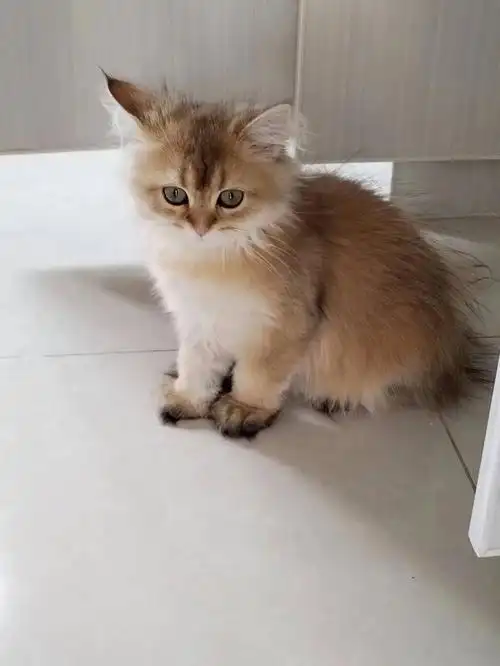 长毛金渐层母56生11色肉嘟嘟的2100