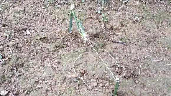 倒勾式野鸡绊脚套陷阱,灵敏度高,中货率也高!