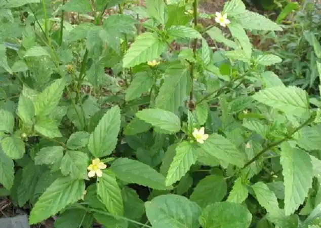 它让农民厌恶,长于农田抢养分,见到就连根拔,名为赛葵几十一斤