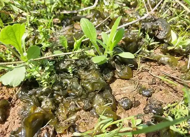 这种植物名字很奇特,叫雷公屎,是一种雨后才会有的野菜