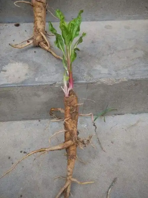 它,一年四季,毒你没商量,伤你不打折!|商陆_新浪新闻