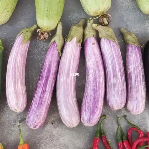 拉维娜紫花茄不推荐