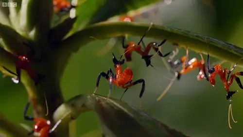 一种特殊的红色螳螂