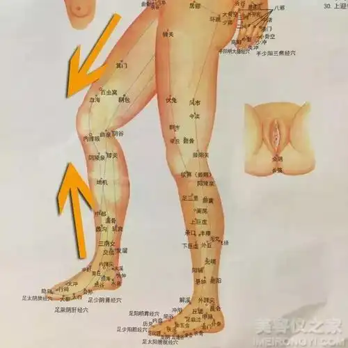 如何使用经络刷快速瘦大腿和小腿