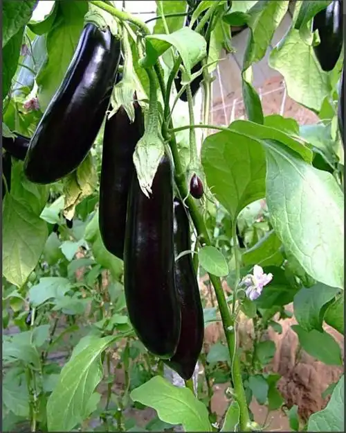 本地茄子0.78元/斤