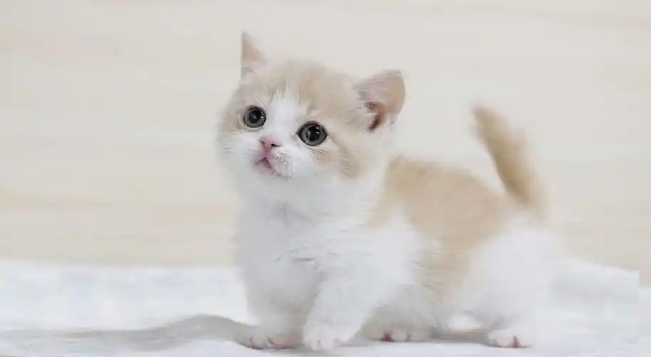 新手养猫 | 曼基康猫基本知识