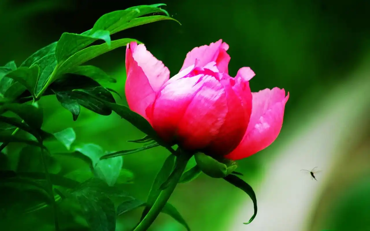 娇艳富贵牡丹花高清宽屏电脑桌面壁纸