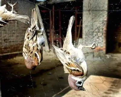 图文:麻雀成美食 呼和浩特捕雀成风