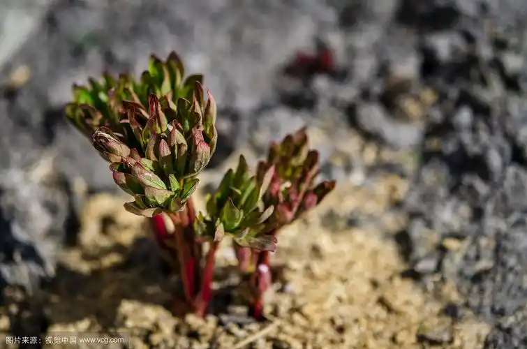 红牡丹的幼苗生长在花坛上