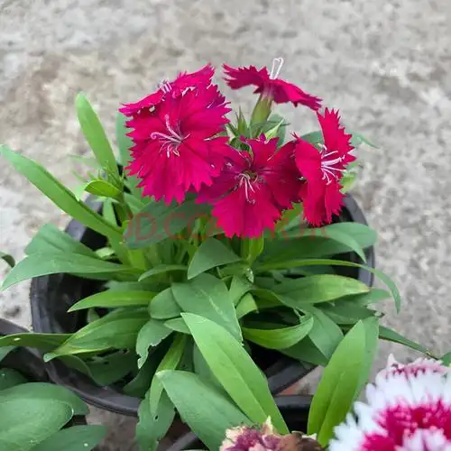 石竹盆栽阳台庭院花园耐寒开花植物办公花卉多年生原盆原土发货 石竹