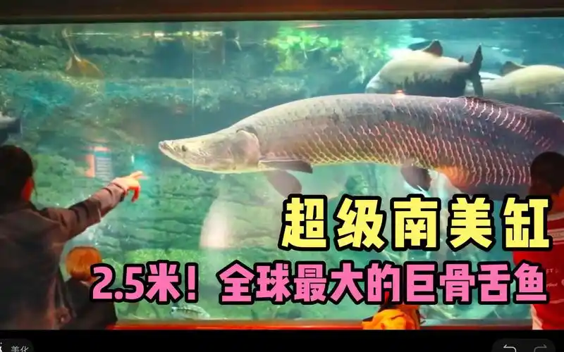 超级南美鱼缸,全球最大的巨骨舌鱼,体长超2.5米!_哔哩哔哩_bilibili