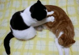 喵星人猫咪按摩舒服啊gif动图