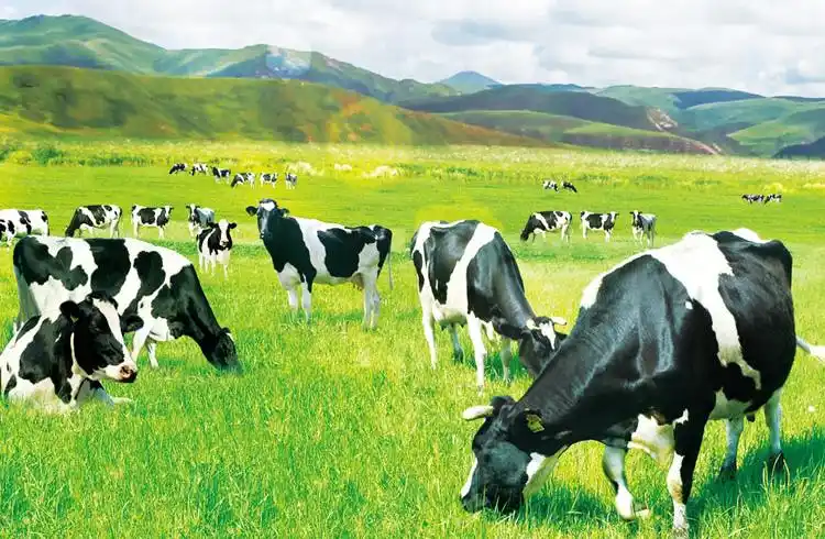 北纬47度黄金奶源,"冷牧场"铸造完达山62年至臻品质_奶牛