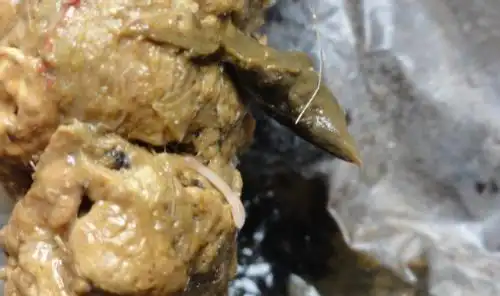 狗狗猫咪常见的体内寄生虫介绍