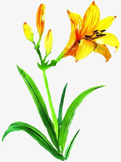 关键词 : 夜来香,花朵,植物,装饰画,插画,免抠图,抠图