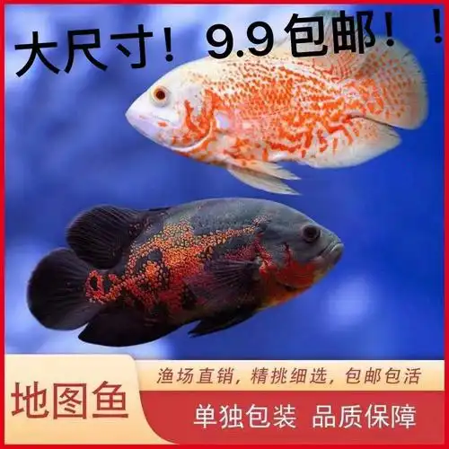 地图鱼活体热带鱼观赏鱼宠物鱼淡水鱼中大型鱼2条包邮包活