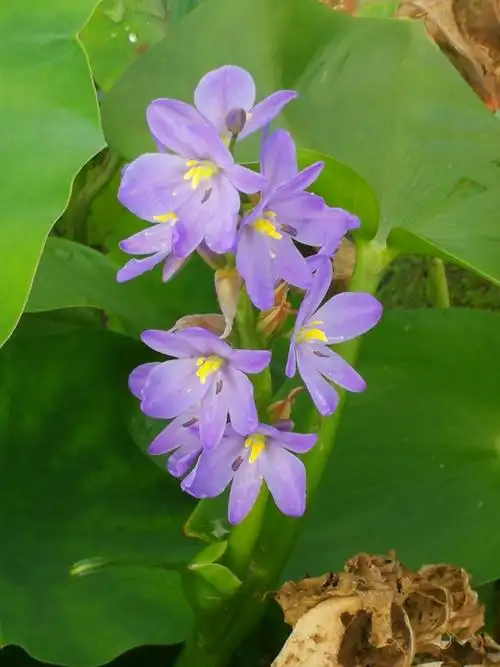 红色的莲花 拘牟头华是黄色的莲花 芬陀利华是白色的莲花是佛经里的花