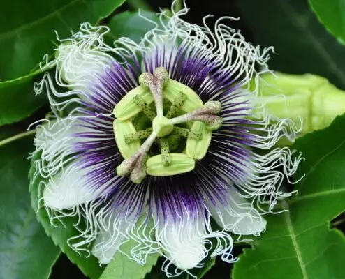 罗汉果花的功效与作用及食用方法