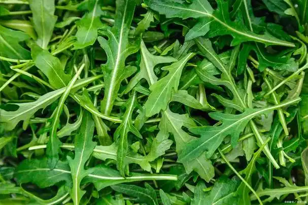 野生苦麻菜图片