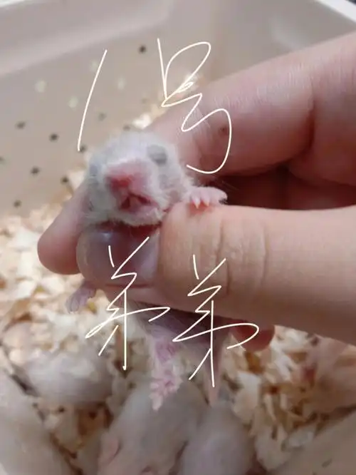 想要金丝熊的来预定