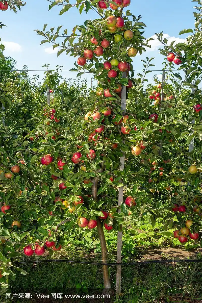 在阳光的照射下,一棵结满果实的苹果树.秋天收获成熟的作物